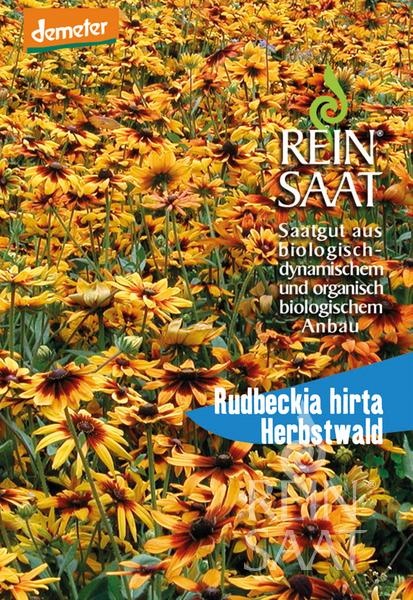 rudbeckia-hirta-herbstwald.jpg