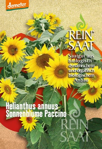 sonnenblume-paccino.jpg