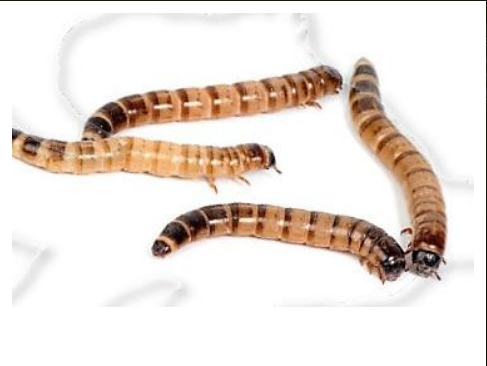 gyaszbogar_larva.png