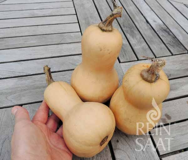 kue035-mini-butternut-23_600.jpg