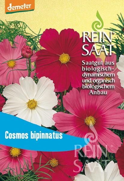 cosmos-bipinnatus.jpg