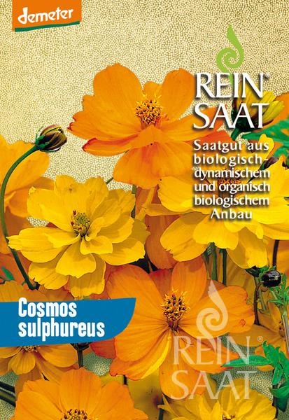 cosmos-sulphureus.jpg