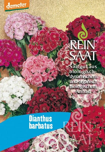 dianthus-barbatus.jpg