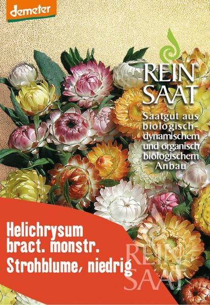 helichrysum-bract.-monstr_.-strohblume-niedrig_.jpg