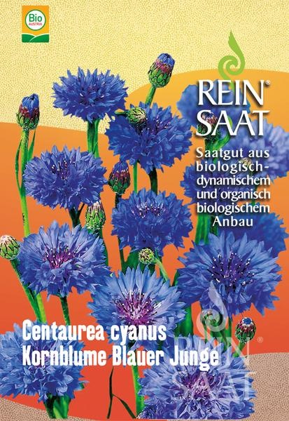 kornblume-blauer-junge.jpg